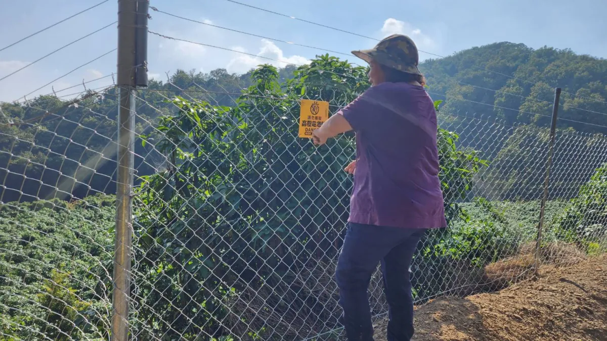 電圍網為目前最有效的獼猴防治方式,歡迎有需要的農民可向當地公所洽詢,並儘速於6月底前提出申請。(圖/高雄市農業局提供)