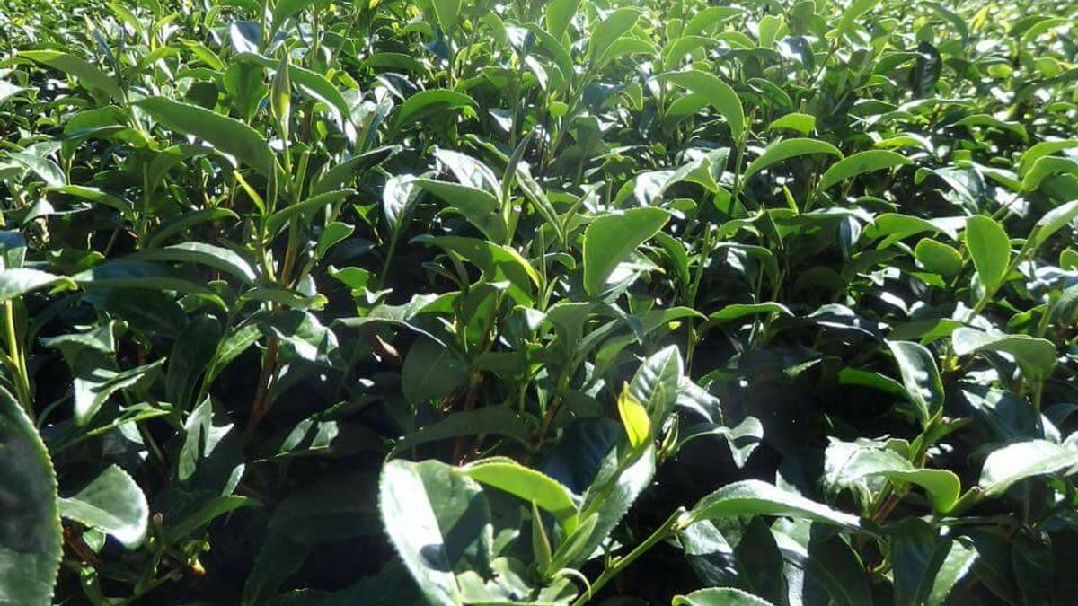 在充斥著假茶、越南茶的市場中,台灣茶的未來該何去何從?(圖/許怡先提供) 在充斥著假茶、越南茶的市場中,台灣茶的未來該何去何從?(圖/許怡先提供)