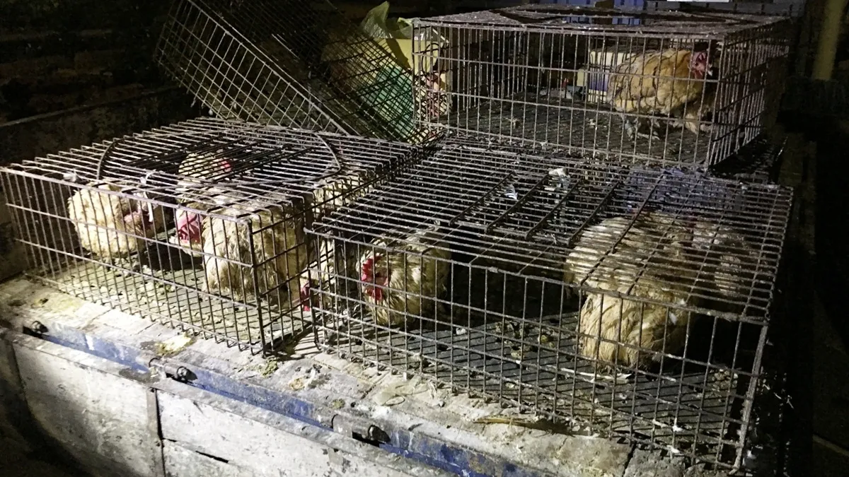 不甩禁運令照運土雞 彰縣開罰違規業者