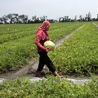作者指出,若總統賴清德想實現台獨信念,應先把農民帶離中國市場並找到更好的出處。(新新聞資料照) 作者指出,若總統賴清德想實現台獨信念,應先把農民帶離中國市場並找到更好的出處。(新新聞資料照)