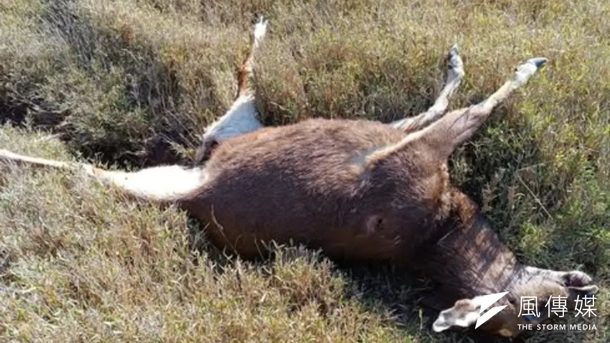 花蓮奇萊山傳出疑似非法盜獵事件,雄性台灣水鹿被山友發現陳屍山屋附近。(圖/翻攝靠北登山大小事) 花蓮奇萊山傳出疑似非法盜獵事件,雄性台灣水鹿被山友發現陳屍山屋附近。(圖/翻攝靠北登山大小事)