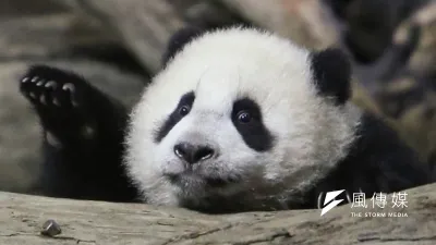 台北市立動物園1月6日讓圓仔與大家見面,圓仔嬌態可掬讓遊客大讚卡哇依。(余志偉攝)