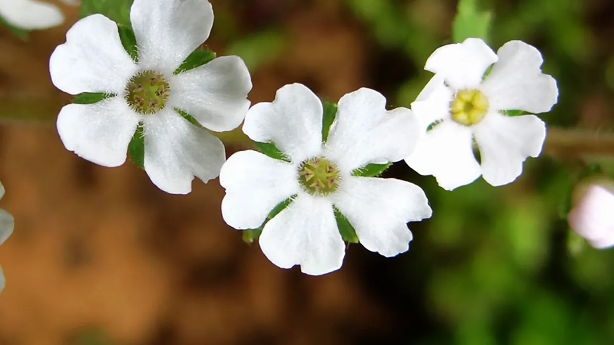 隨著棲息環境的大量縮減,施丁草將有可能逐漸消失於臺灣這片土地(圖/時報出版提供) 隨著棲息環境的大量縮減,施丁草將有可能逐漸消失於臺灣這片土地(圖/時報出版提供)