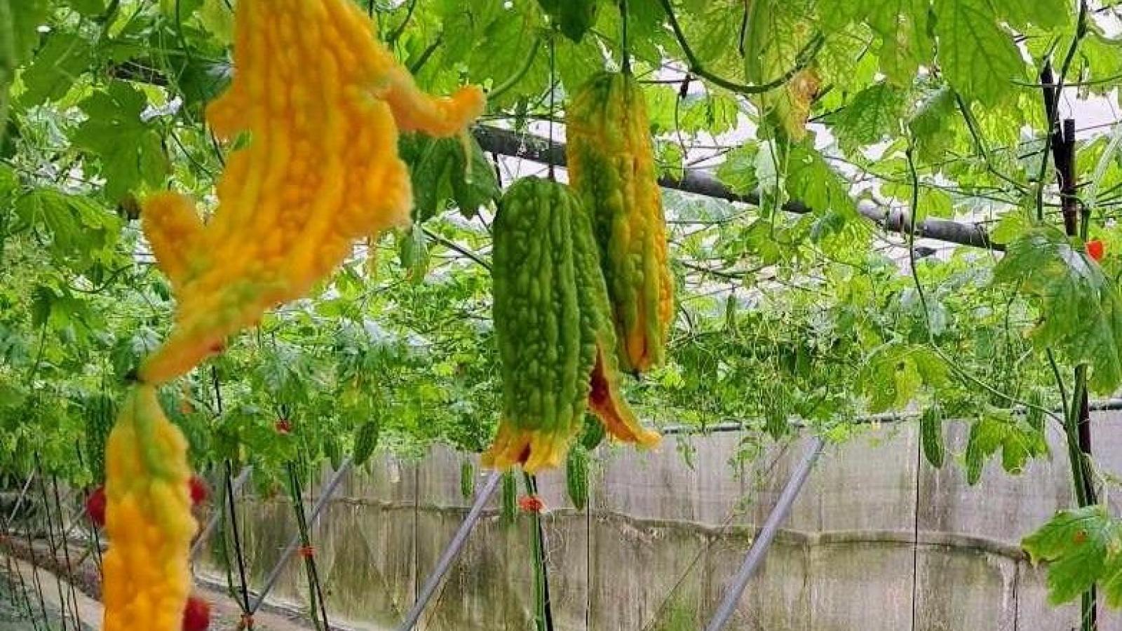 豪雨農損擴大!高雄爭取農產全品項災害現金救助8/25起受理