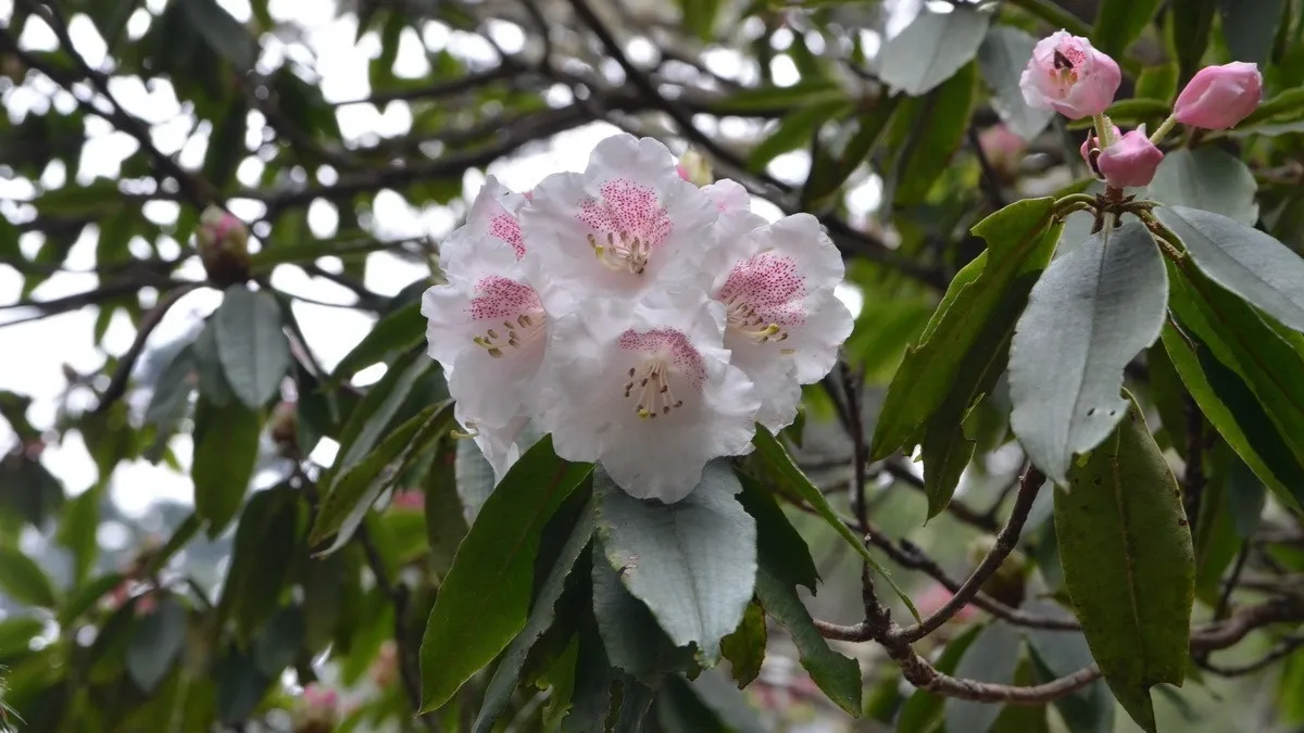 持續32年 玉山國家公園管理處秀保育研究成果