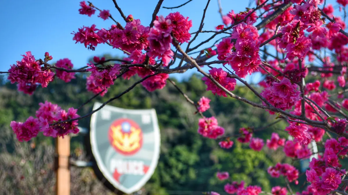 因為天候影響,后里泰安櫻花季228連假進入滿開,泰安派出所對周便道路進行交通管制。(圖/臺中市政府)