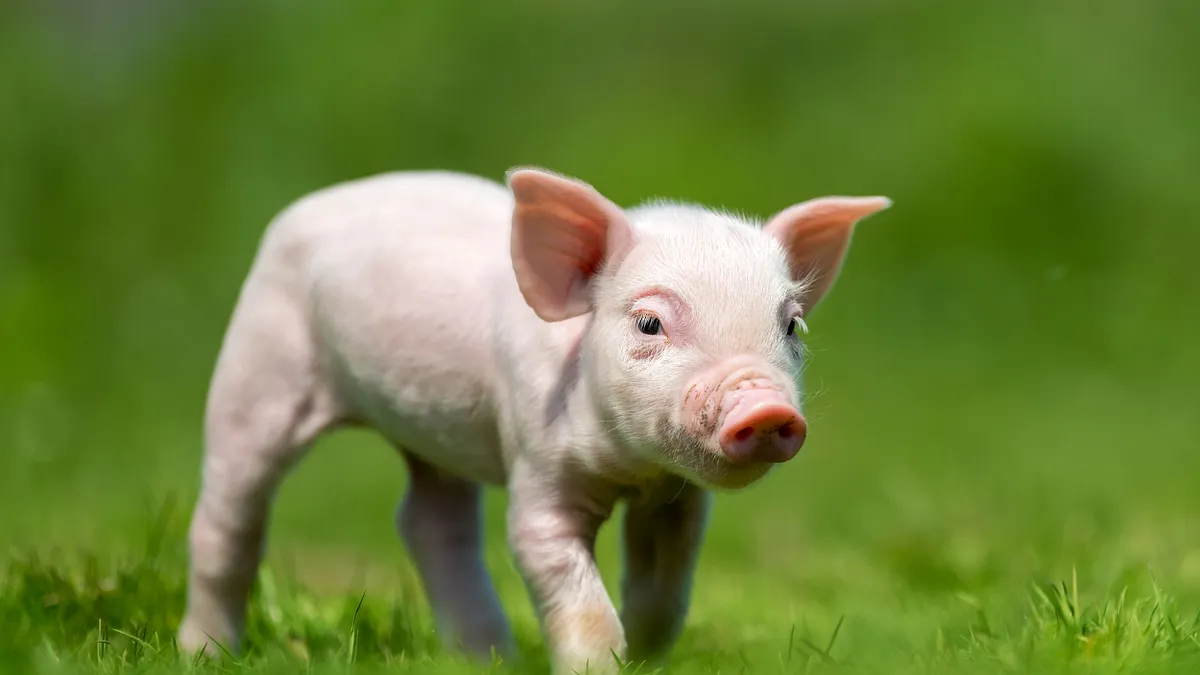 政府說明非洲豬瘟(ASF)病毒特性,強調人類不會感染此病毒,吃進含病毒的食物也難以存活於人體消化道,因此「人類糞便不會出現ASF病毒」。相對地,豬是宿主動物,染病豬的糞便可檢出病毒。(示意圖/取自freepik) 政府說明非洲豬瘟(ASF)病毒特性,強調人類不會感染此病毒,吃進含病毒的食物也難以存活於人體消化道,因此「人類糞便不會出現ASF病毒」。相對地,豬是宿主動物,染病豬的糞便可檢出病毒。(示意圖/取自freepik)