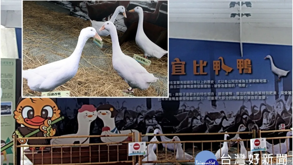 綠博宜比鴨鴨 帶您體驗白鴨綠稻的感動