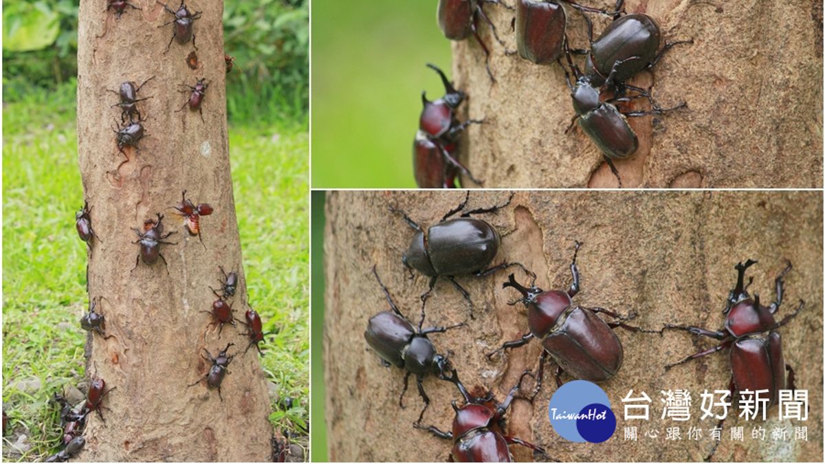 復育有成 深溝水源生態園區甲蟲多 復育有成 深溝水源生態園區甲蟲多