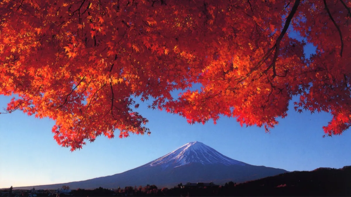 河口湖秋天楓葉轉紅,一次欣賞紅葉和富士山美景。(圖片提供:可樂旅遊)