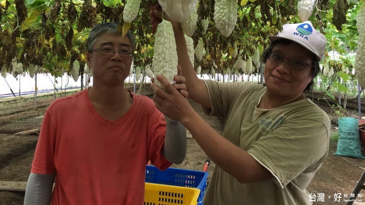 不追求物質享受 樂觀夫妻堅持理念種苦瓜 不追求物質享受 樂觀夫妻堅持理念種苦瓜