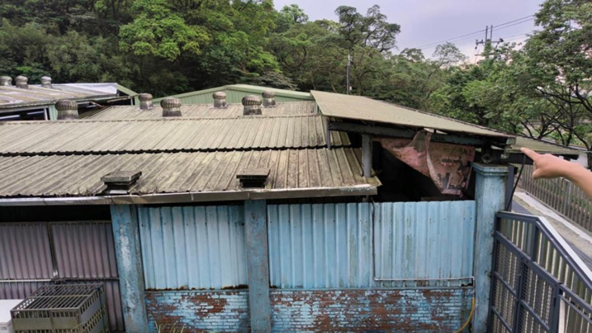 毛寶貝住得更安心!新北啟動3處動物之家升級工程 強化隔熱與消防安全