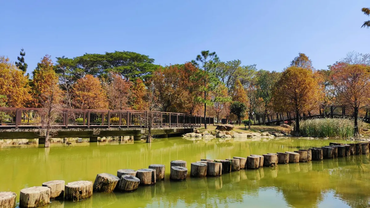凹子底森林公園密集的落羽松簇擁著景觀橋帶人走入城市仙境。(圖/高市工務局提供)