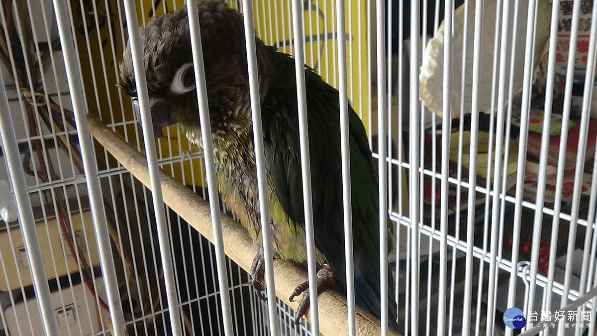 聽聞鳥聲啾啾 員警循線查獲保育類鸚鵡 聽聞鳥聲啾啾 員警循線查獲保育類鸚鵡