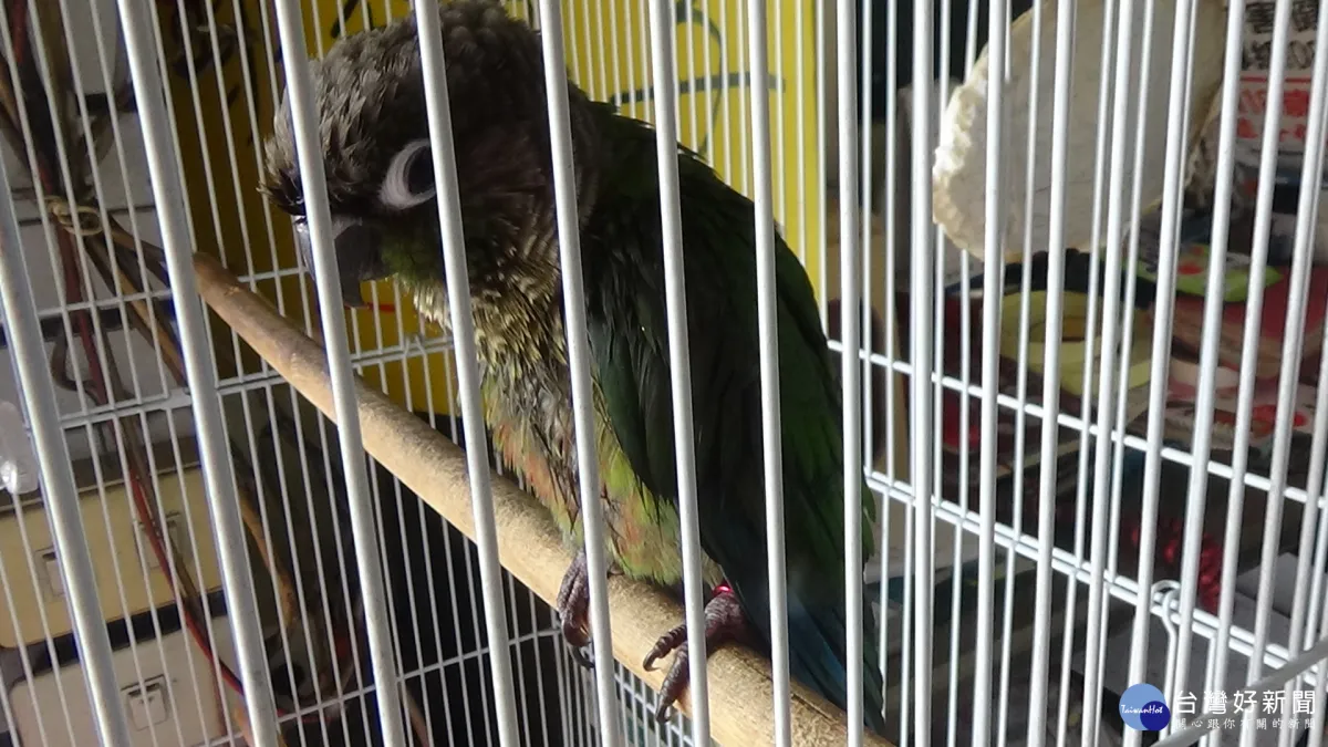 聽聞鳥聲啾啾 員警循線查獲保育類鸚鵡