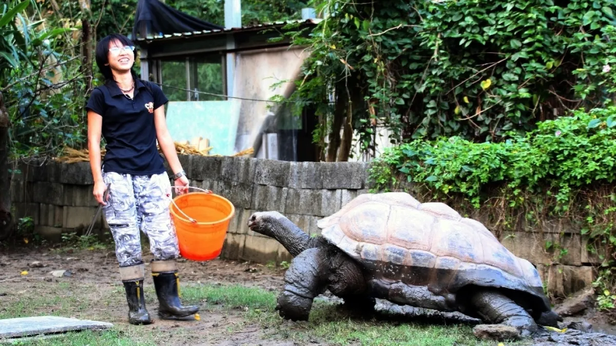 亞達伯拉象龜「大胖」,一口一步慢慢走回溫暖的龜窩(台北市立 動物園)