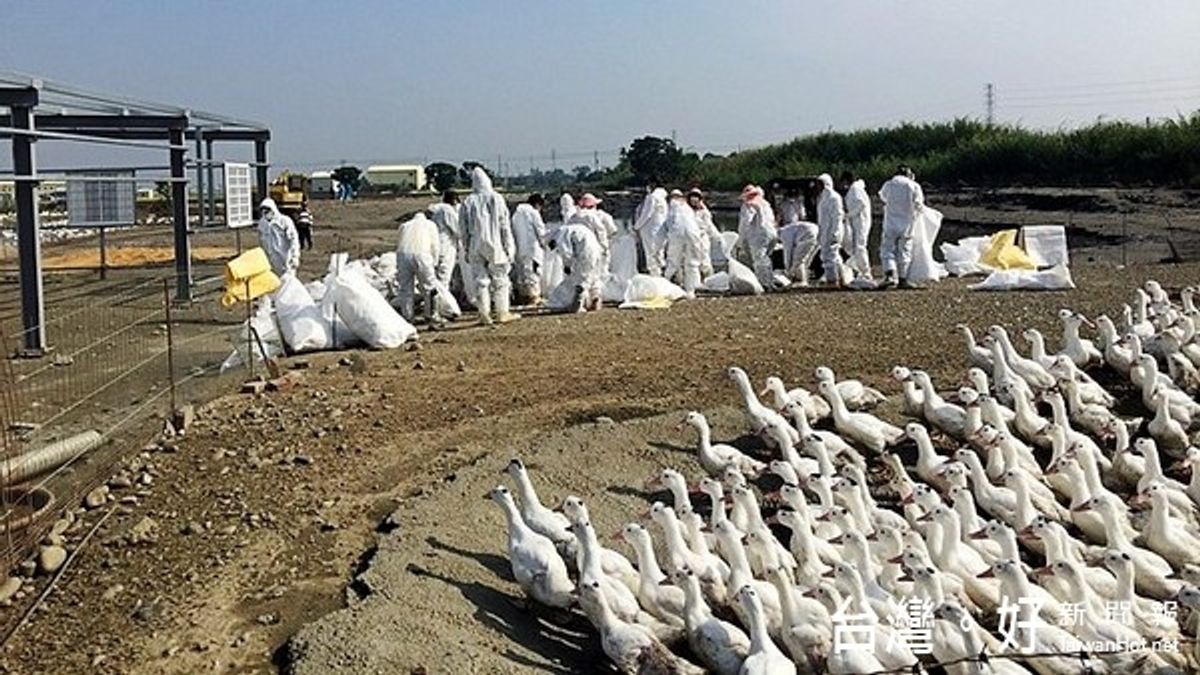 禽流感疫情升溫 發現鳥禽屍體應立即通報 禽流感疫情升溫 發現鳥禽屍體應立即通報