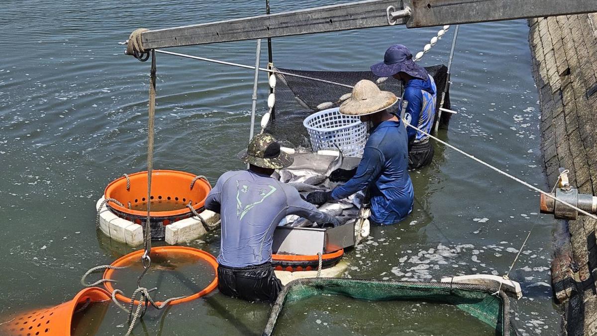 養殖放養申報到5月底 海洋局提醒漁民把握期限