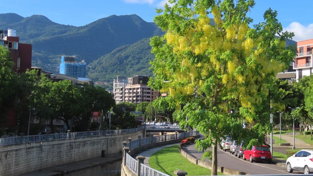 北投東華街、磺港路綠地及大直堤頂大道、士林區福林路旁阿勃勒盛開,民眾可把握時間欣賞夏日浪漫黃金雨。(圖/臺北市政府工務局提供) 北投東華街、磺港路綠地及大直堤頂大道、士林區福林路旁阿勃勒盛開,民眾可把握時間欣賞夏日浪漫黃金雨。(圖/臺北市政府工務局提供)