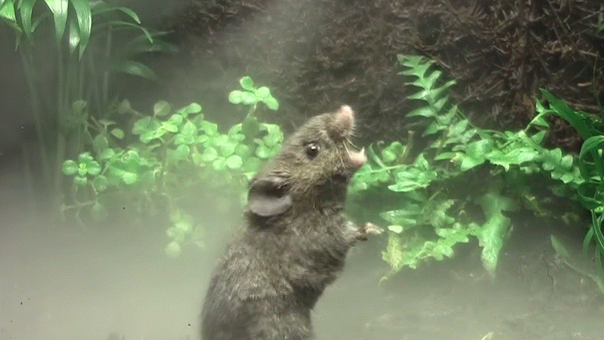 老鼠(圖/country mouse studios @youtube)https://www.youtube.com/watch?v=Y4RIsY3-0XI 老鼠(圖/country mouse studios @youtube)https://www.youtube.com/watch?v=Y4RIsY3-0XI