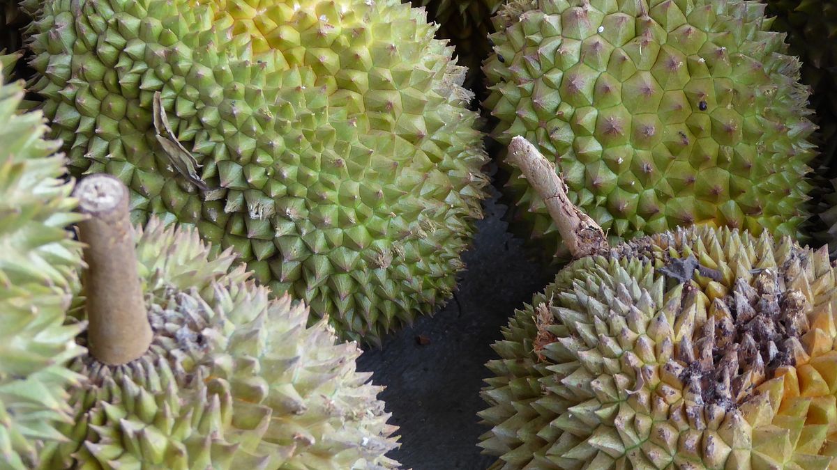 民間有:「一個榴槤三隻雞」的比喻,皆因榴槤有大補的效果,特別是病後體弱者,以及產後的婦女,不妨適當食用。(圖/pixabay) 民間有:「一個榴槤三隻雞」的比喻,皆因榴槤有大補的效果,特別是病後體弱者,以及產後的婦女,不妨適當食用。(圖/pixabay)