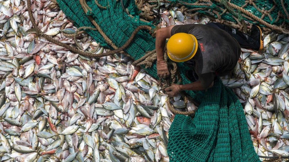 中國沿海漁獲減少之際,遠洋漁船越走越遠。(BBC中文網)