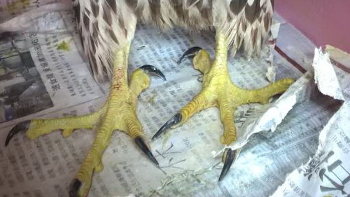 一級瀕臨絕種遊隼墜落陸地 動保會照養2個月將進行野放 一級瀕臨絕種遊隼墜落陸地 動保會照養2個月將進行野放