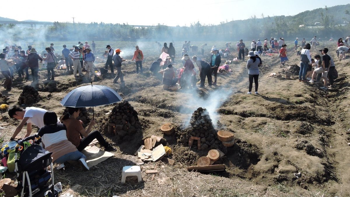 西湖甘藷農業之旅 重溫童年焢窯樂趣 西湖甘藷農業之旅 重溫童年焢窯樂趣
