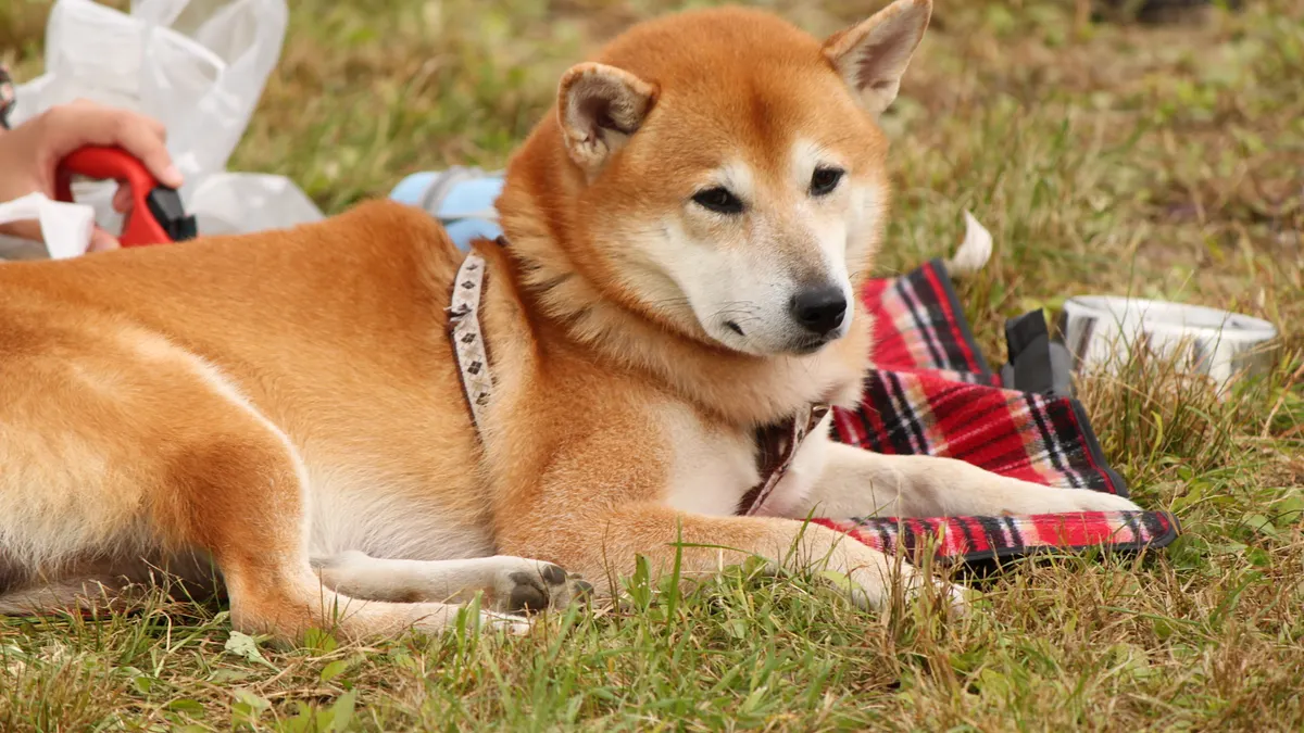 西班牙建立狗狗DNA資料庫,隨意大小便的話,主人將受罰。(圖/terrykimura@flickr) 西班牙建立狗狗DNA資料庫,隨意大小便的話,主人將受罰。(圖/terrykimura@flickr)