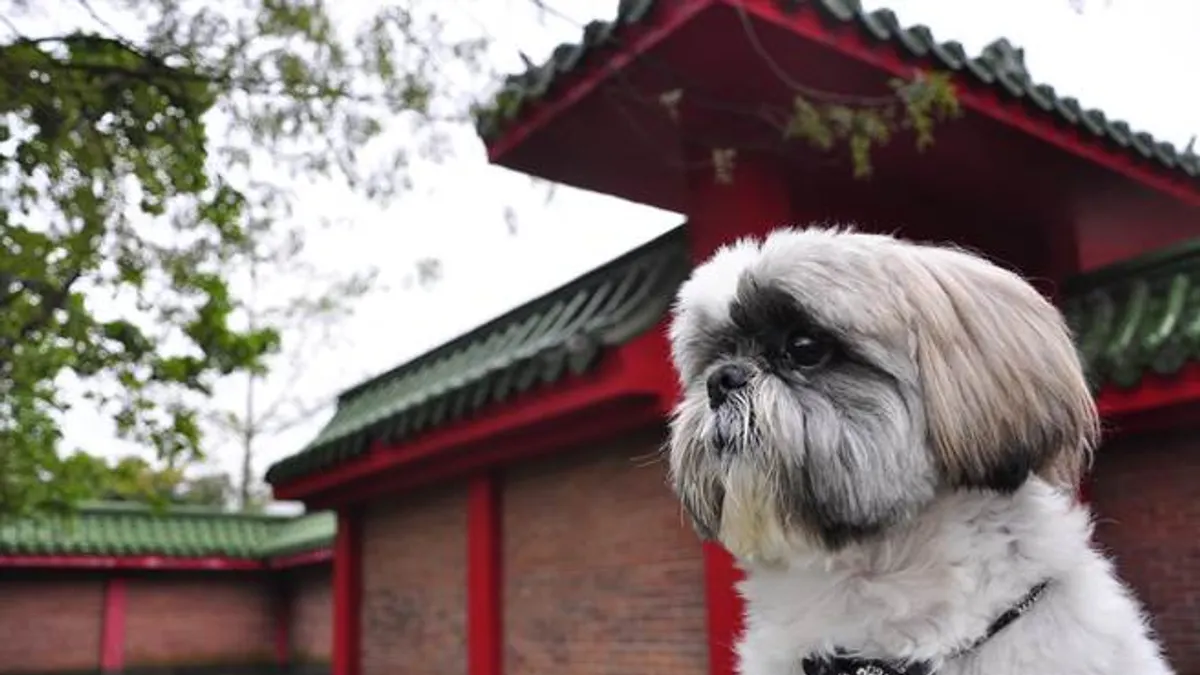 狗狗的脫序行為,並非單純的「不聽話」,主人不要只靠打罵來管教狗狗。(圖/張凱富攝影) 狗狗的脫序行為,並非單純的「不聽話」,主人不要只靠打罵來管教狗狗。(圖/張凱富攝影)