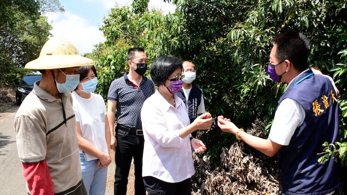 受乾旱影響,龍眼及荔枝開花結果率不佳,彰化縣長王惠美關心災損現況,並呼籲農民切勿恐慌。(圖/彰化縣政府提供) 受乾旱影響,龍眼及荔枝開花結果率不佳,彰化縣長王惠美關心災損現況,並呼籲農民切勿恐慌。(圖/彰化縣政府提供)