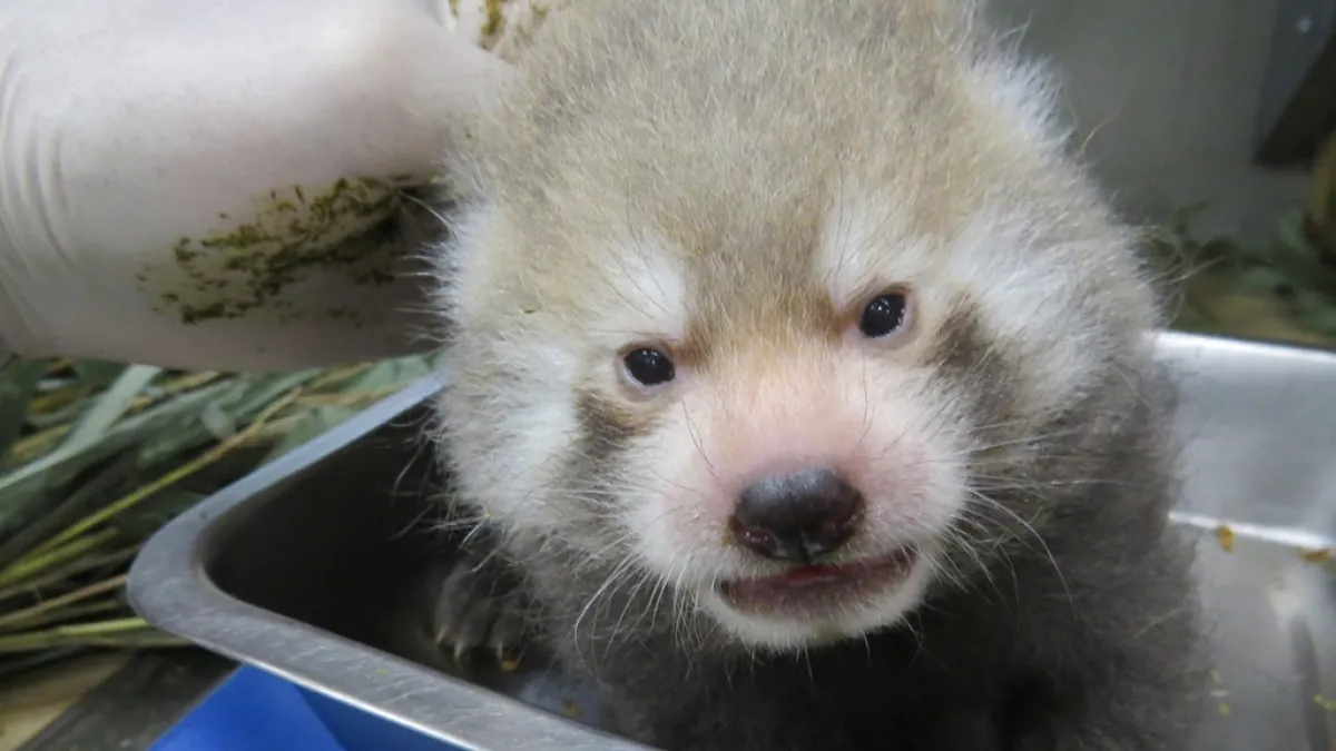 保育員在為小熊貓寶寶做檢測。(取自台北市立動物園)