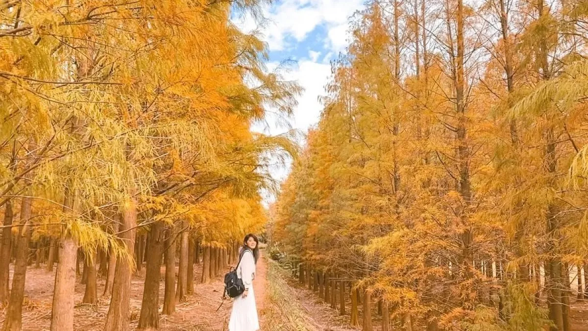 除了八德以外,桃園其實還有這些絕美的落羽松秘境。(圖/ig@her_elma23)