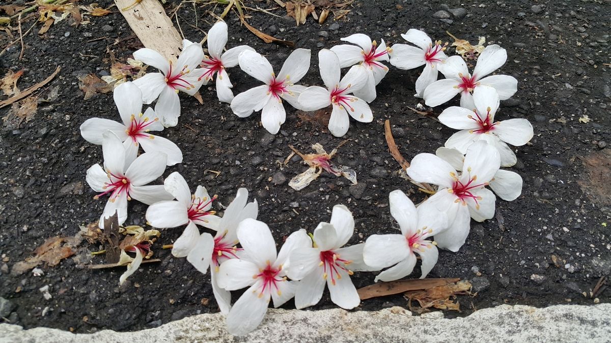 深坑阿柔桐花美麗盛開 把握賞桐時機乘現在! 深坑阿柔桐花美麗盛開 把握賞桐時機乘現在!