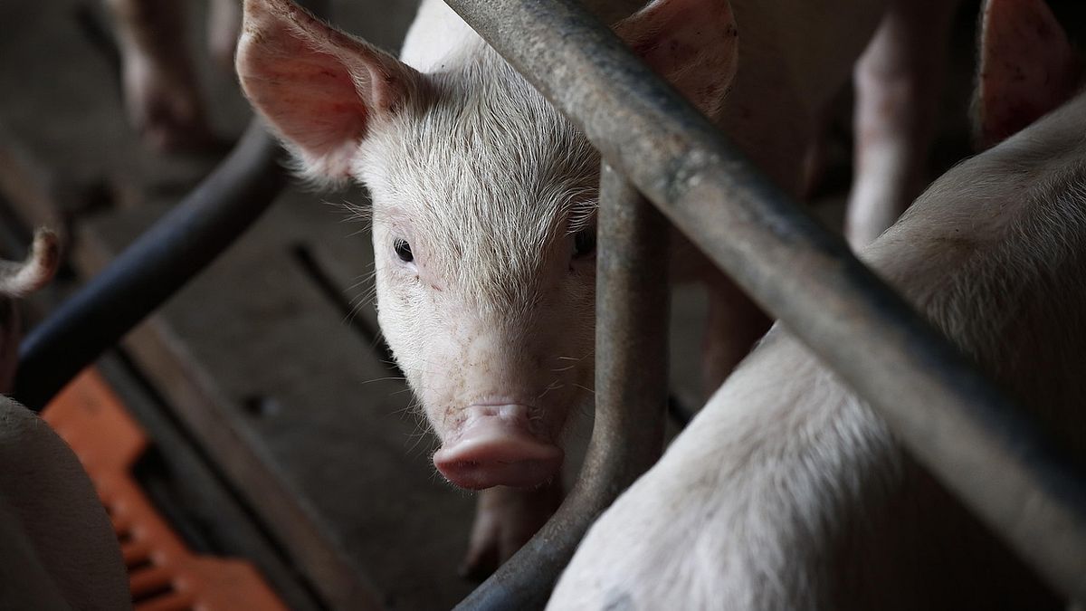 非洲豬瘟在台爆發「早晚的事」?名醫揭傳播途徑示警:1疫病也恐再起