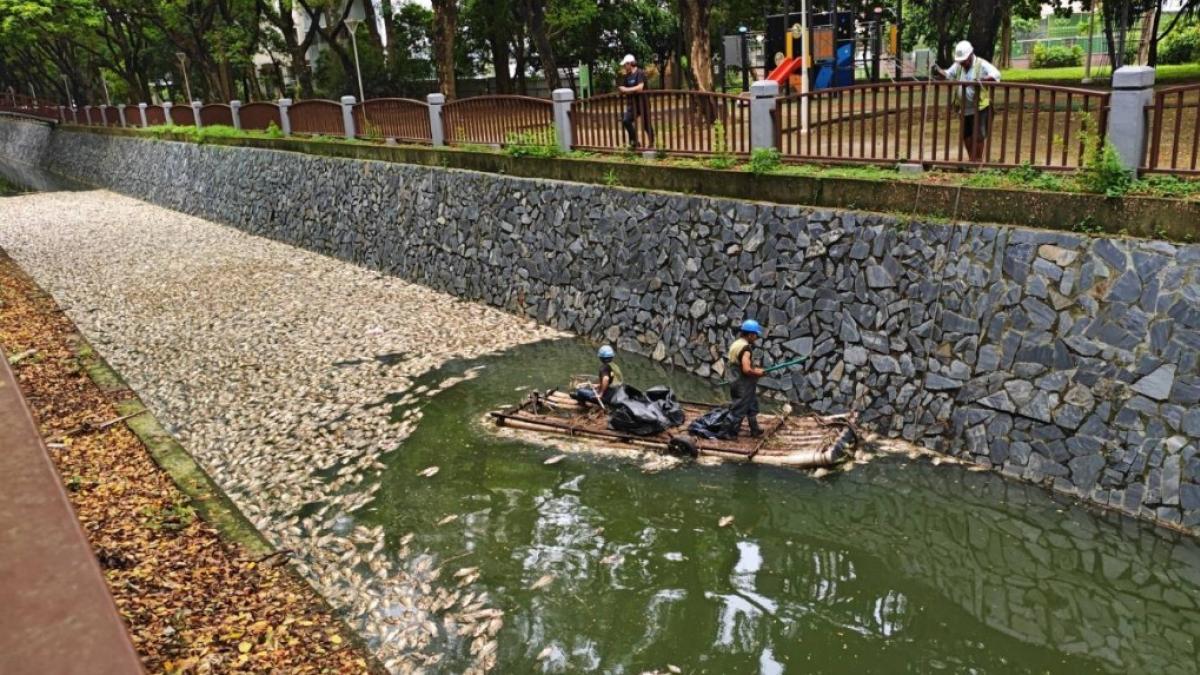 後勁溪驚見死魚漂浮!環保局研判溶氧過低 採水送驗、跨局處追查污染源