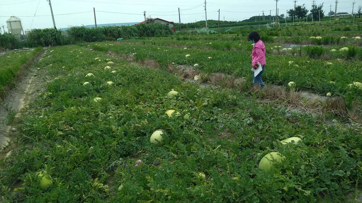 雲林西瓜受4月豪雨影響導致裂果腐爛,雲縣府前往了解災損情形。(圖/雲林縣政府農業處提供) 雲林西瓜受4月豪雨影響導致裂果腐爛,雲縣府前往了解災損情形。(圖/雲林縣政府農業處提供)