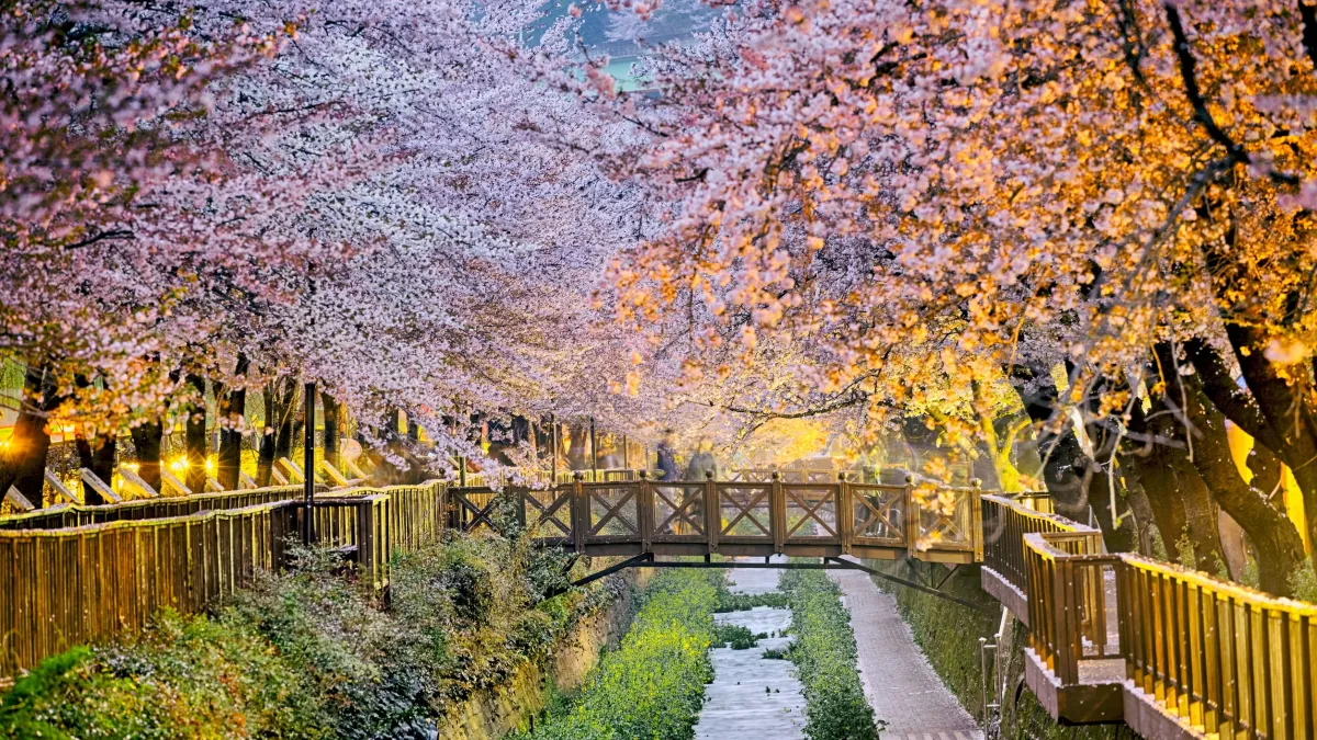 春季行程賞櫻開跑 紫藤花、油菜花成近年新寵