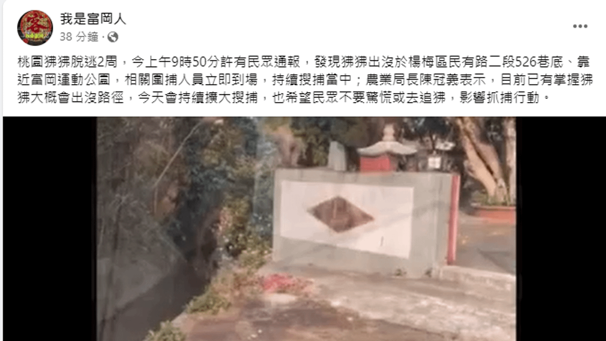 逃脫狒狒25日最新身影曝光。(圖/翻攝自臉書我是富岡人) 逃脫狒狒25日最新身影曝光。(圖/翻攝自臉書我是富岡人)