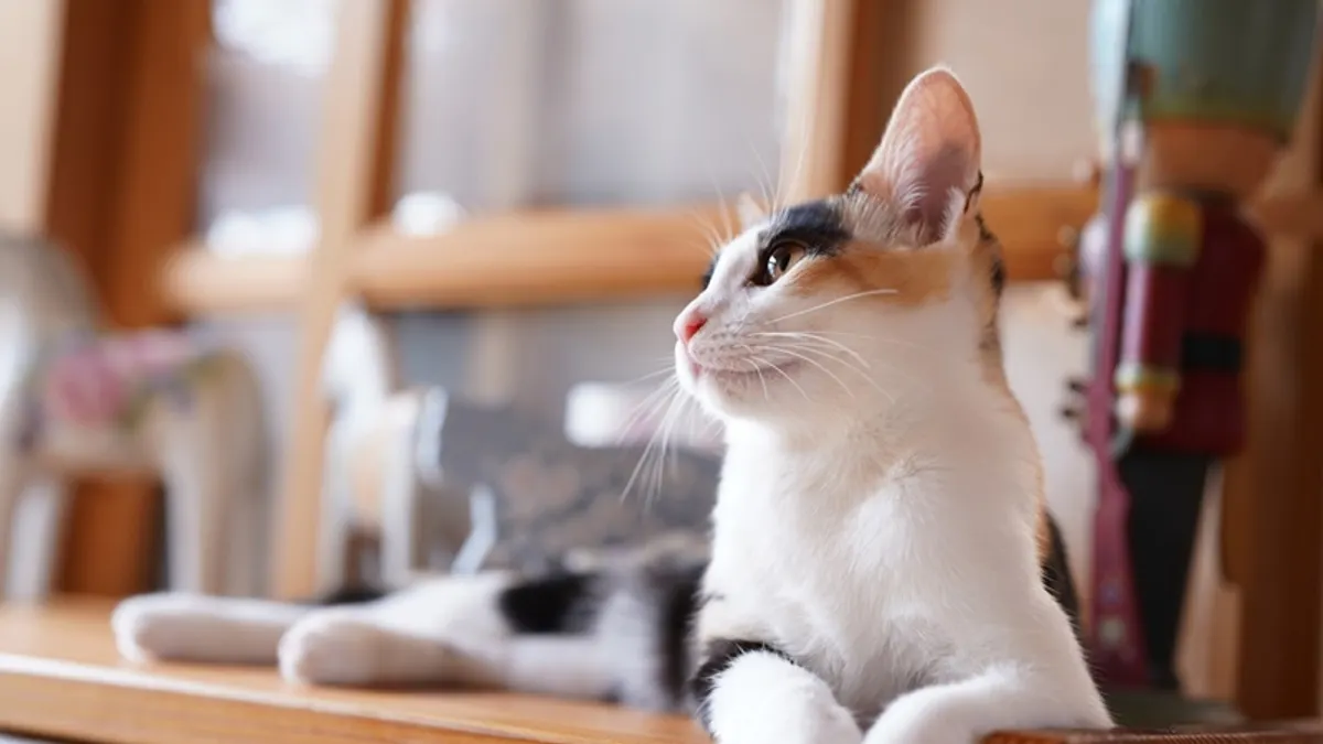 貓咪半夜不睡覺怎麼辦?(示意圖/取自photo-ac)