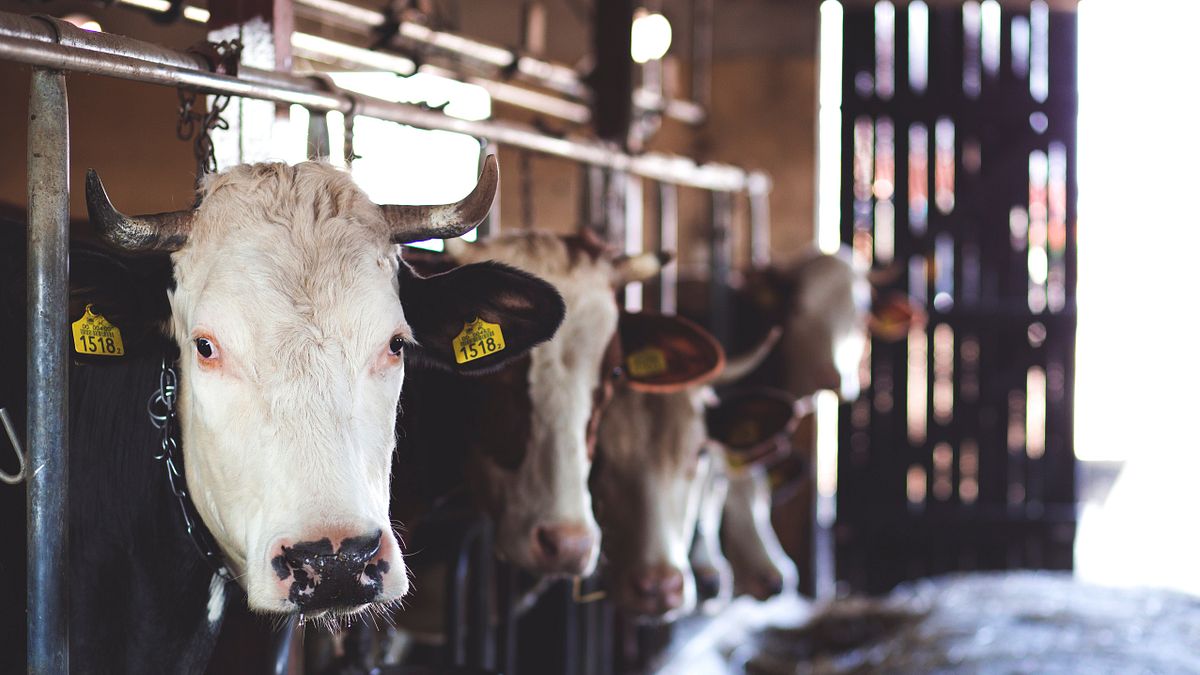 英國《衛報》指出,大量牲畜排泄物已成地球一大問題(取自Pexels) 英國《衛報》指出,大量牲畜排泄物已成地球一大問題(取自Pexels)