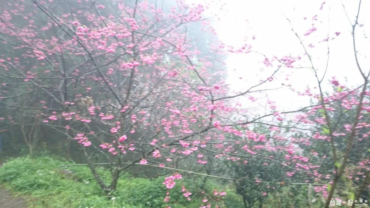 不必遠赴武陵農場 大溪千棵櫻花樹盛開