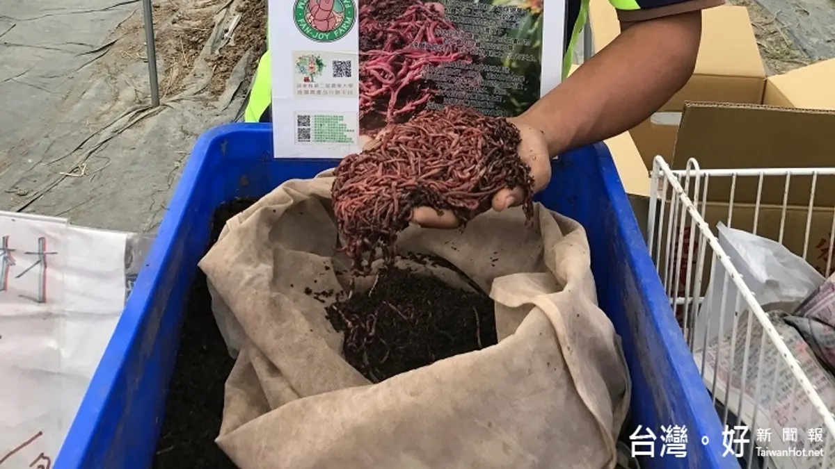 蚯蚓農法超吸睛 種出美味小黃瓜 蚯蚓農法超吸睛 種出美味小黃瓜