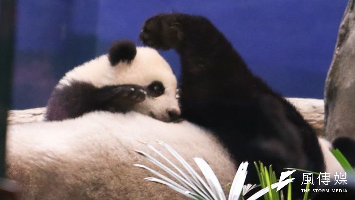 貓熊圓仔出現在今學測國文的考題中。(余志偉攝) 貓熊圓仔出現在今學測國文的考題中。(余志偉攝)