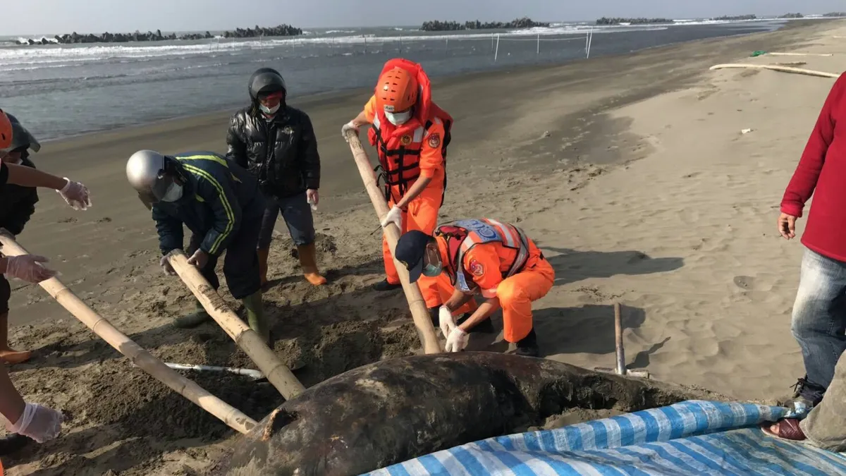疑遭鯊魚攻擊 瓶鼻海豚擱淺七股海灘死亡