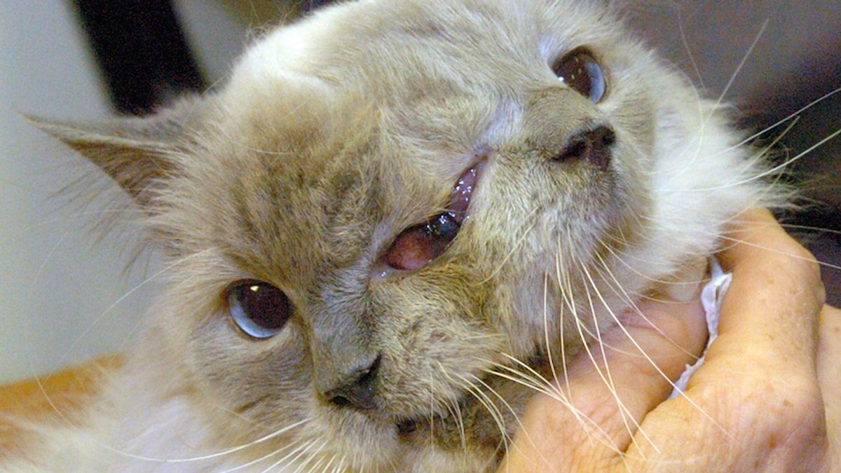 「法蘭克&路易」個性友善,跟狗狗一樣喜歡出門散步、兜風。(美聯社) 「法蘭克&路易」個性友善,跟狗狗一樣喜歡出門散步、兜風。(美聯社)