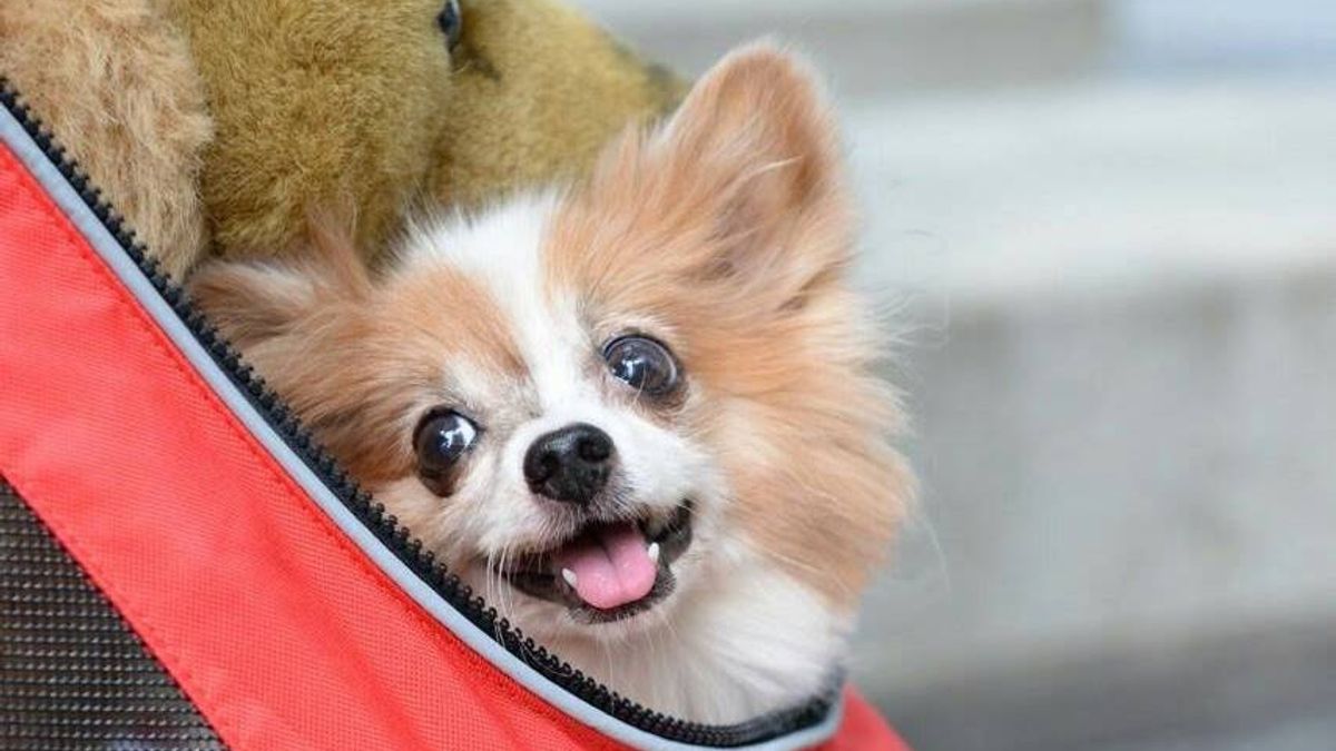 帶毛小孩出門 小心違法 帶毛小孩出門 小心違法