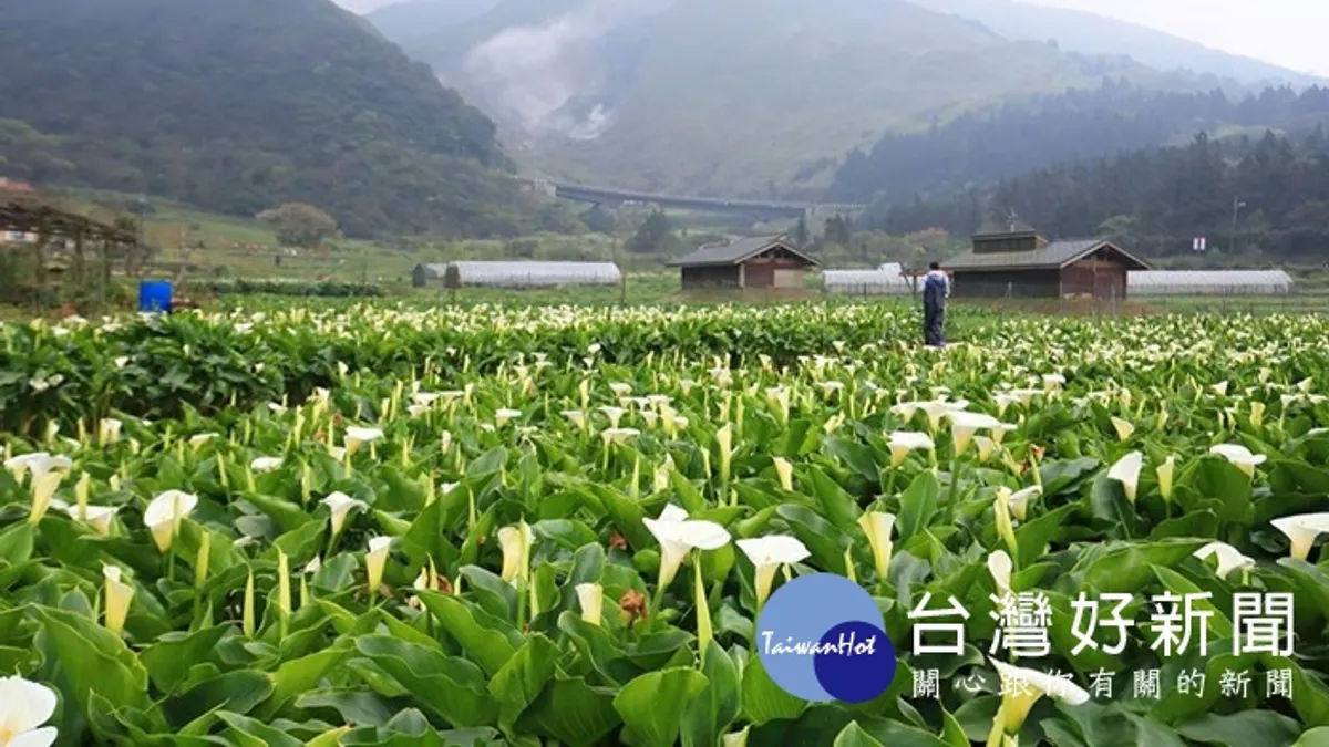陽明山頂湖海芋花況佳 想看夢幻白色花海趁現在