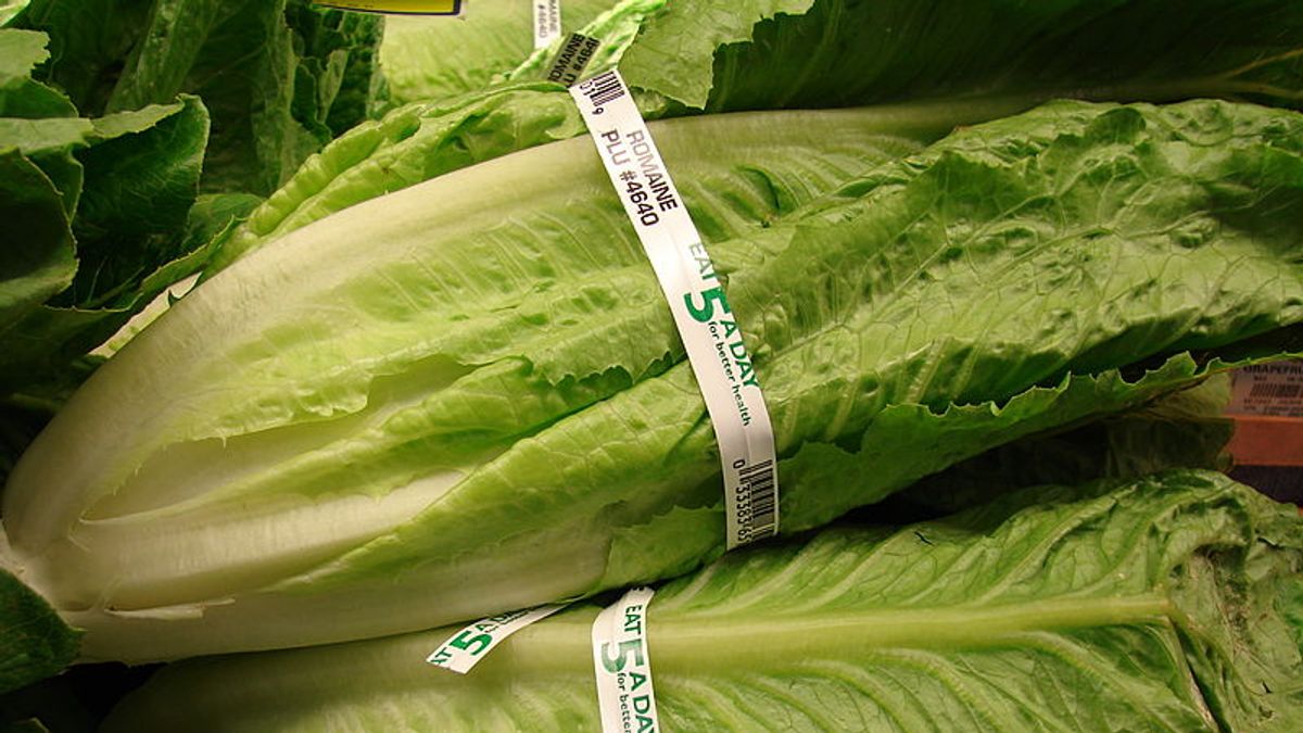 民眾家中如有已購買且尚未食用的美國、加拿大蘿蔓生菜,建議不要食用或煮熟再食用,若有身體不適情形,應儘速就醫。(圖/Forest & Kim Starr @wikimedia commons) 民眾家中如有已購買且尚未食用的美國、加拿大蘿蔓生菜,建議不要食用或煮熟再食用,若有身體不適情形,應儘速就醫。(圖/Forest & Kim Starr @wikimedia commons)