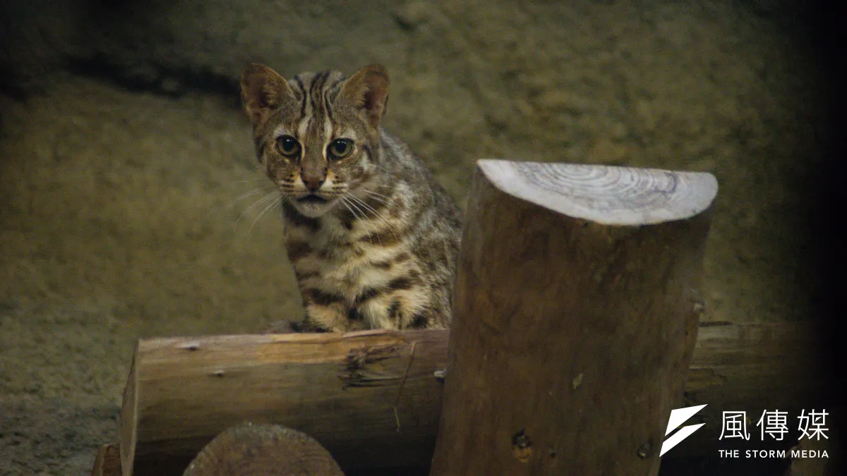 瀕危物種石虎路殺事件頻傳。圖為台北市立動物園的石虎。(資料照,甘岱民攝)
